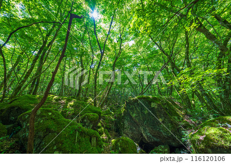 【苔の名所】山犬嶽【上勝町】 【苔の名所】山犬嶽【上勝町】 116120106