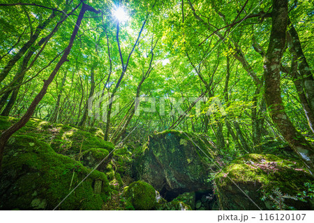 【苔の名所】山犬嶽【上勝町】 116120107