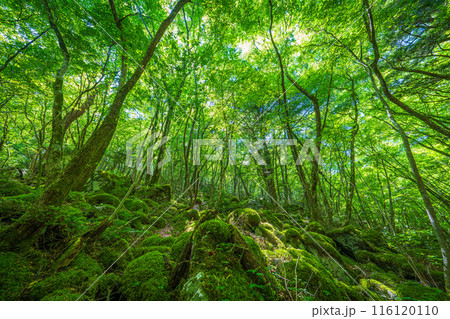 【苔の名所】山犬嶽【上勝町】 116120110