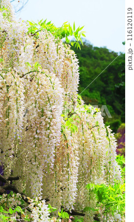 白いフジの花の美しい風景（あしかがフラワーパーク） 116120119