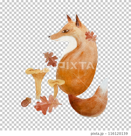 Fox with mushrooms and oak leafs watercolor flat composition on white. Hand drawn art with wild animal in flat style for woodland kids designs, textile, interior decor, stickers, cards and tote bags 116120139