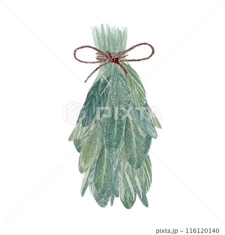 A bunch of sage plant watercolor illustration isolated on white. High quality hand painted wild herb illustration for cards, packages, oil infusions, folk medicine recipes and herbal guides design 116120140