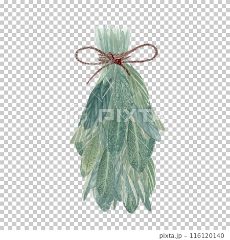 A bunch of sage plant watercolor illustration isolated on white. High quality hand painted wild herb illustration for cards, packages, oil infusions, folk medicine recipes and herbal guides design 116120140