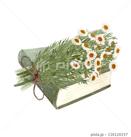 A bouquet of chamomile on a green book watercolor illustration isolated on white. High quality hand painted wild herb for cards, packages, oil infusions, folk medicine recipes and herbal guides design A bouquet of chamomile on a green book watercolor illustration isolated on white. High quality hand painted wild herb for cards, packages, oil infusions, folk medicine recipes and herbal guides design 116120157