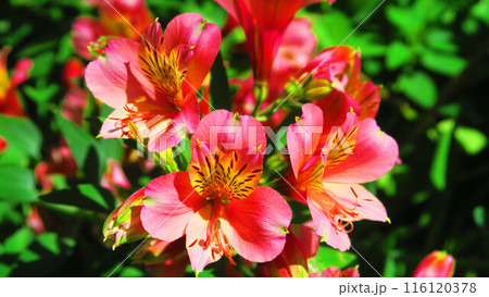 アルストロメリアの花の風景(都市農業公園) アルストロメリアの花の風景(都市農業公園) 116120378