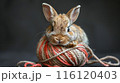 Brown Bunny Resting on Ball of Yarn Against Dark Background 116120403