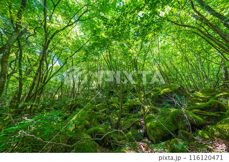 【苔の名所】山犬嶽【上勝町】 116120471