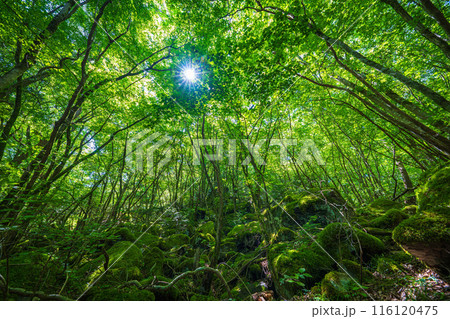 【苔の名所】山犬嶽【上勝町】 116120475