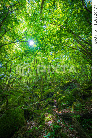 【苔の名所】山犬嶽【上勝町】 116120477