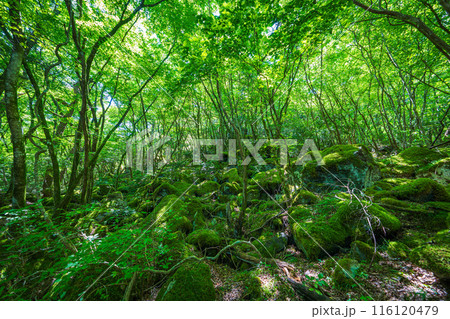 【苔の名所】山犬嶽【上勝町】 【苔の名所】山犬嶽【上勝町】 116120479