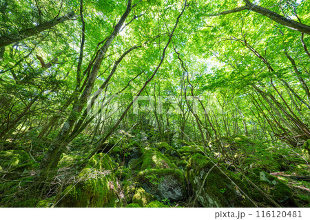 【苔の名所】山犬嶽【上勝町】 116120481