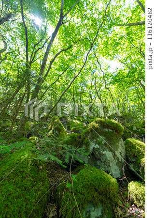 【苔の名所】山犬嶽【上勝町】 116120482