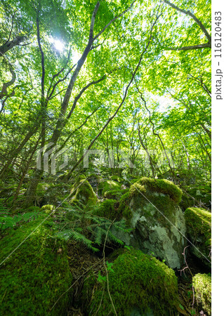 【苔の名所】山犬嶽【上勝町】 116120483