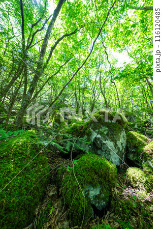 【苔の名所】山犬嶽【上勝町】 【苔の名所】山犬嶽【上勝町】 116120485