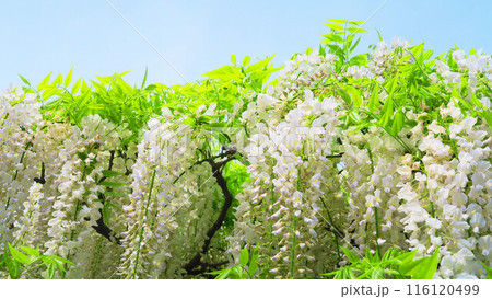 白いフジの花の美しい風景（あしかがフラワーパーク） 116120499