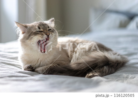 Yawn white cat with blue eyes is lying on a bed and looking at the camera 116120505
