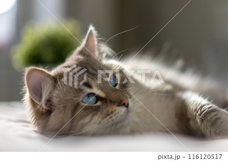 White cat with blue eyes is lying on a bed White cat with blue eyes is lying on a bed 116120517