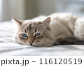 White cat with blue eyes is lying on a bed and looking at the camera 116120519