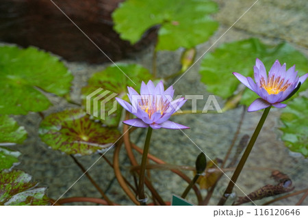 水面に映る睡蓮 水面に映る睡蓮 116120646