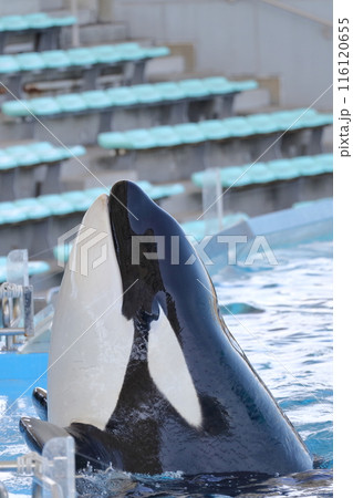 シャチ 海の王者 シャチ 海の王者 116120655