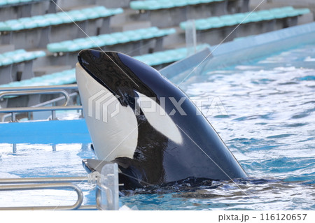 シャチ　海の王者 116120657