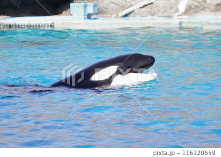 シャチ　鋭い歯を見せて泳ぐ 116120659