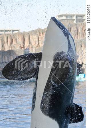 シャチ　水面からジャンプする海の王者 116120661