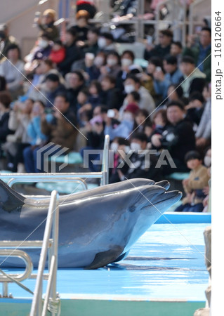 イルカ　愛くるしい表情 116120664