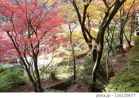 紅葉の時期のお寺 116120677