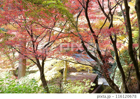 紅葉の時期のお寺 紅葉の時期のお寺 116120678
