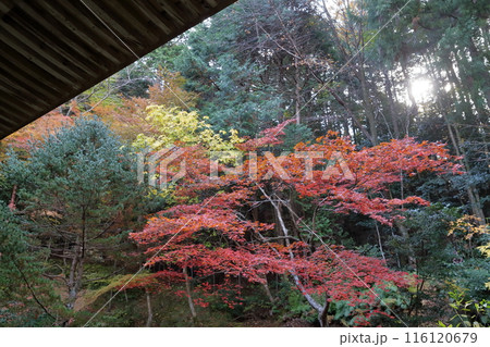 紅葉の時期のお寺 116120679