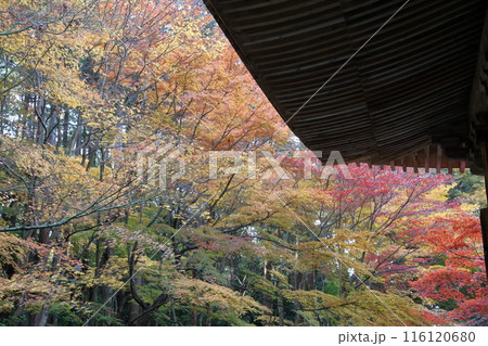 紅葉の時期のお寺 116120680