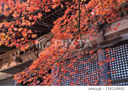 紅葉の時期のお寺 116120681