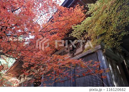 紅葉の時期のお寺 116120682