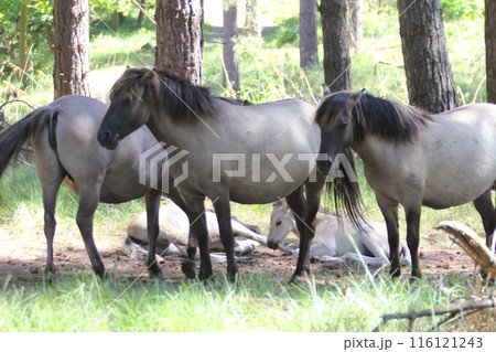 Konik Konik 116121243