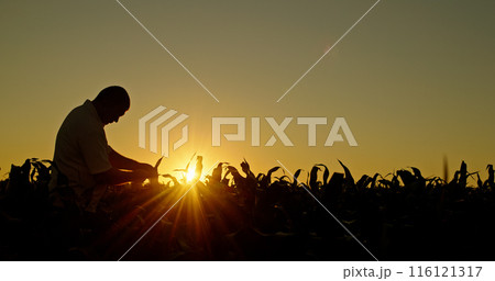 Silhouette of a farmer inspecting corn sprouts at dusk. Silhouette of a farmer inspecting corn sprouts at dusk. 116121317