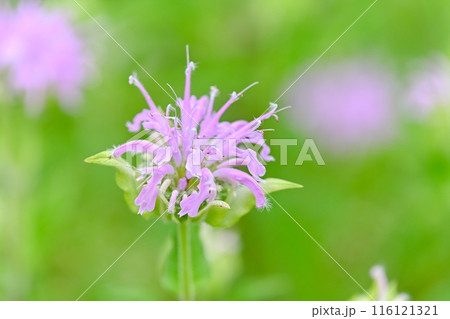 ベルガモット 116121321