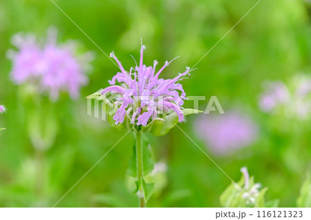 ベルガモット ベルガモット 116121323