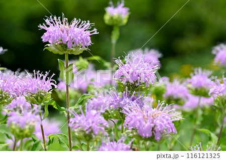 ベルガモット 116121325