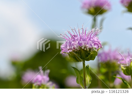 ベルガモット 116121326