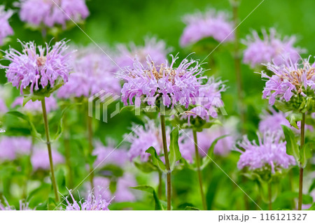 ベルガモット 116121327