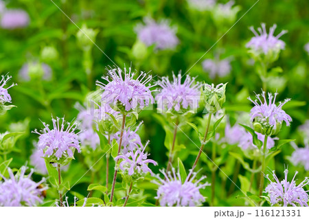 ベルガモット 116121331