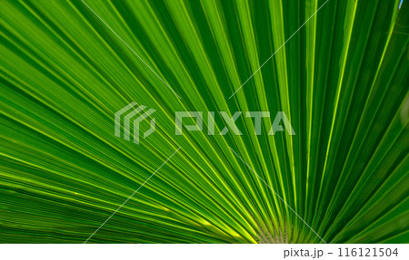 palm leaf as a background for photos 7 116121504