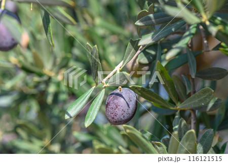 black fresh olives on olive tree branches 116121515