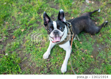 ボストンテリア ボストンテリア 116121914