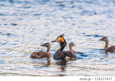 The waterfowl bird, great crested grebe with chick, swimming in the lake. 116121917