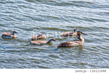 The waterfowl bird, great crested grebe with chick, swimming in the lake. The waterfowl bird, great crested grebe with chick, swimming in the lake. 116121946
