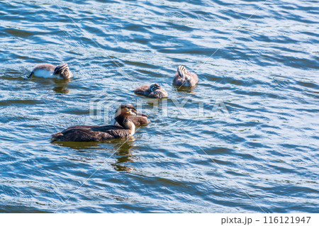 The waterfowl bird, great crested grebe with chick, swimming in the lake. The waterfowl bird, great crested grebe with chick, swimming in the lake. 116121947