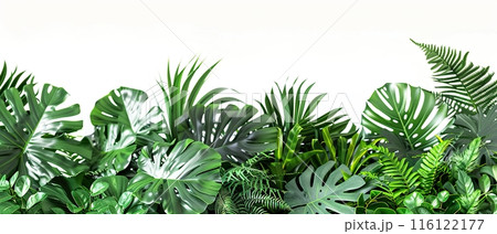 Tropical Green Leaves on White Background , with copy space Tropical Green Leaves on White Background , with copy space 116122177