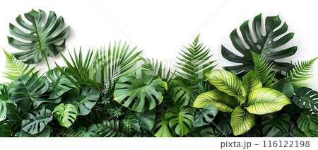 Tropical Green Leaves on White Background , with copy space Tropical Green Leaves on White Background , with copy space 116122198